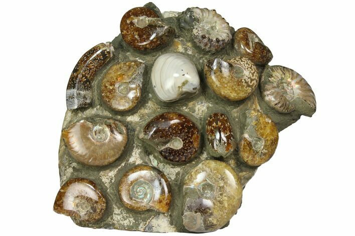 Tall, Composite Ammonite Fossil Display - Madagascar #175808